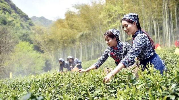 春茶上市時(shí)的采茶姑娘