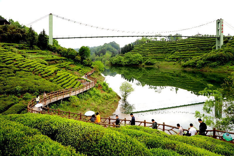 茶旅融合“綠”生香