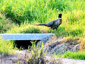 七彩山雞漫步綠色田園